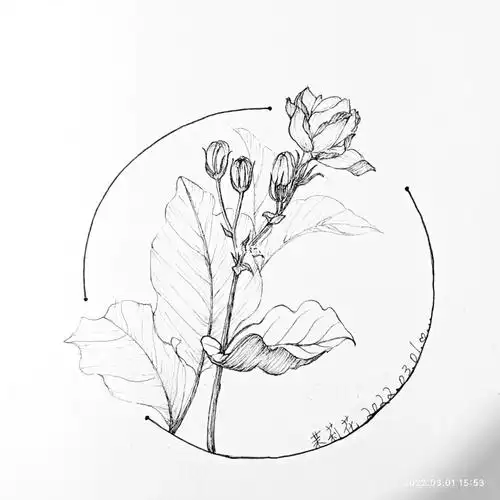 绘画日常28茉莉花