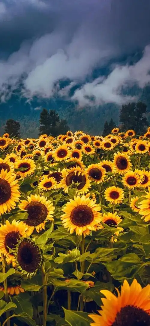 向阳而生,唯美的向日葵壁纸,全屏高清无水印_网易订阅