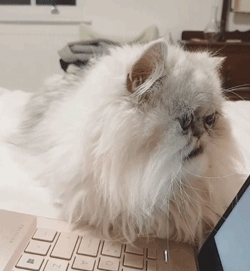 还记得上次那只长得像奶奶的猫吗