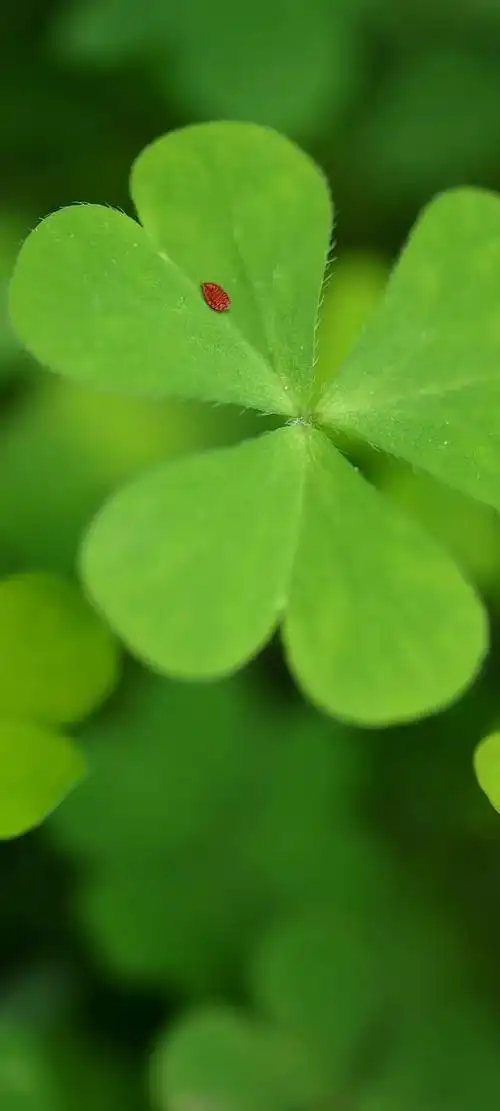 壁纸推荐绿色护眼绿意盎然清新唯美高清无水印