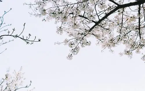 小清新风格清新淡雅桌面壁纸