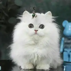 金吉拉猫幼猫活体纯种猫咪活物纯白色宠物猫幼崽小奶猫可爱波斯猫