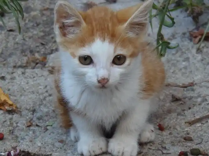 呆萌可爱的喵星人,图片,壁纸,动物-桌酷
