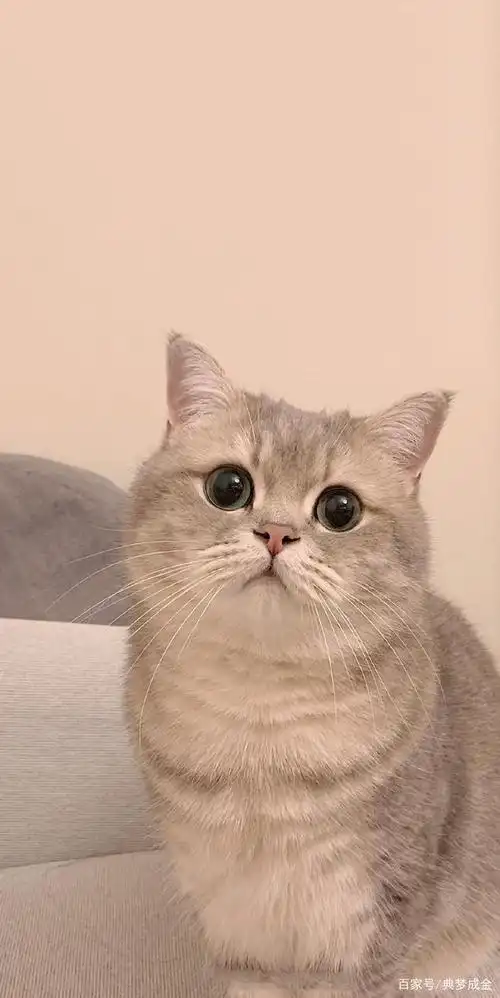 超级可爱的小猫咪