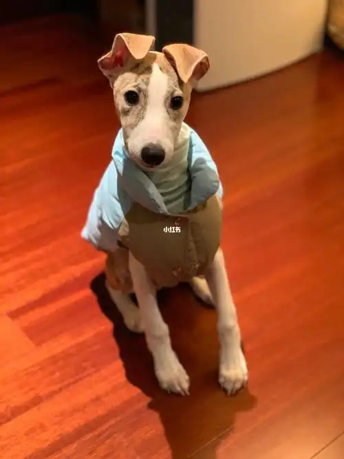 天天在家给cheetah换衣服玩