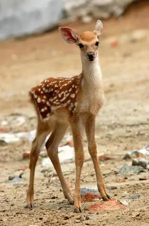 全部新闻图片7月13日,济南动物园一只刚出生20天的小梅花鹿"抛头露面"