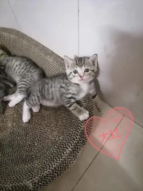 蓝猫串狸花的孩纸们