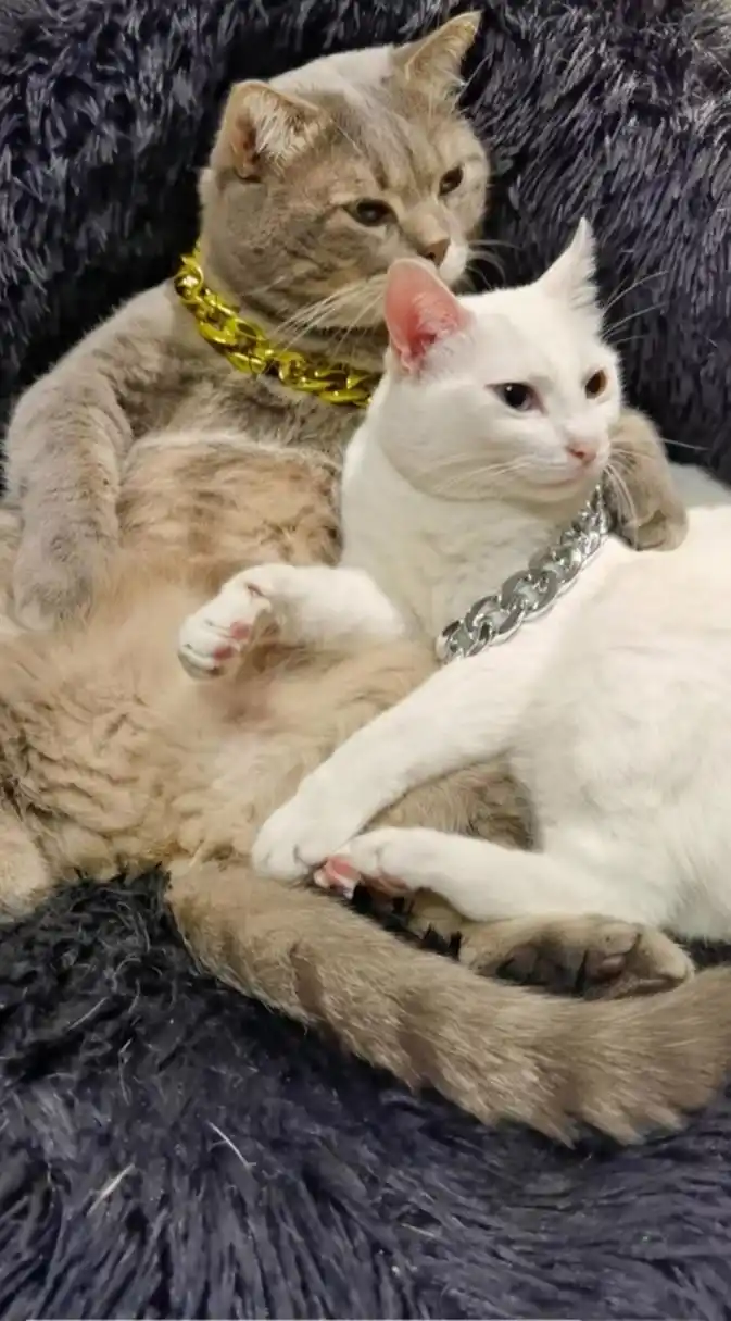 这两只猫咪好恩爱啊!像极了恋爱中的你