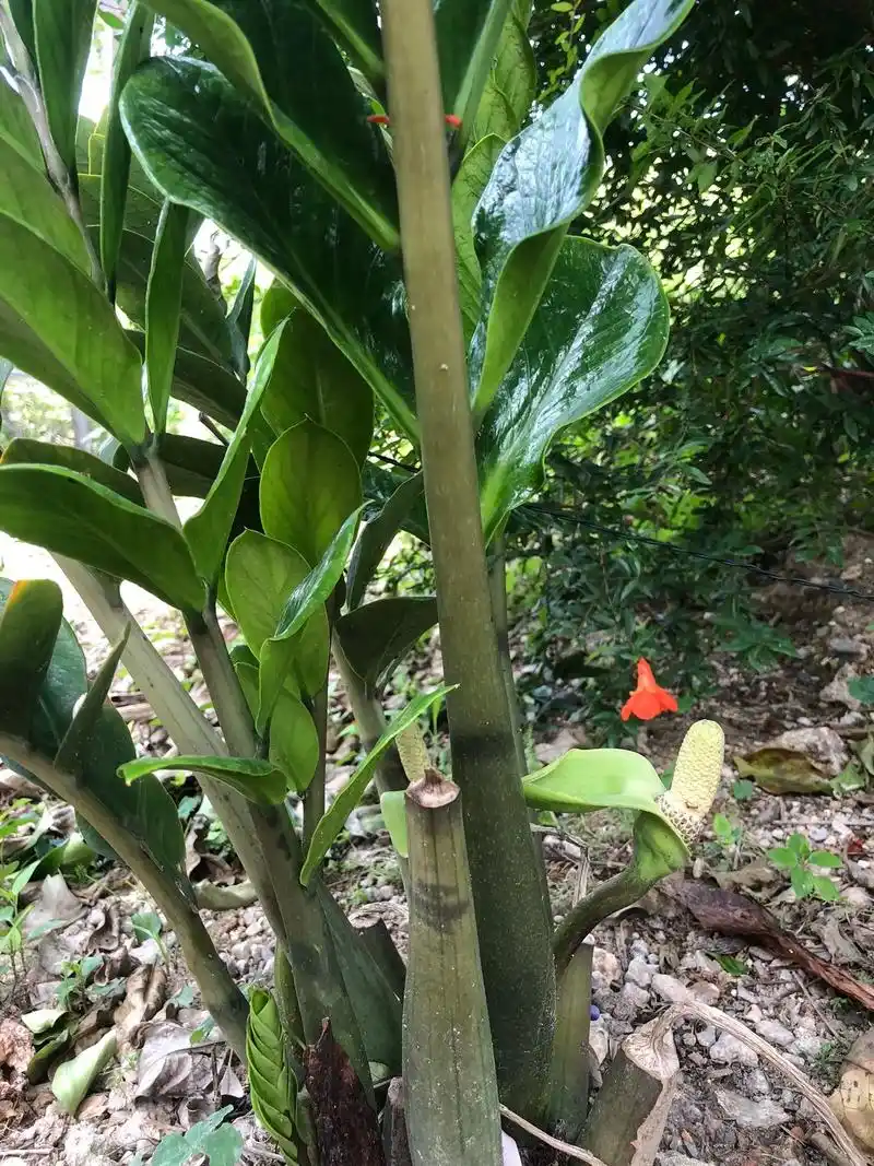 突然发现去年种的金钱树开花了 据说金钱树开花 - 抖音