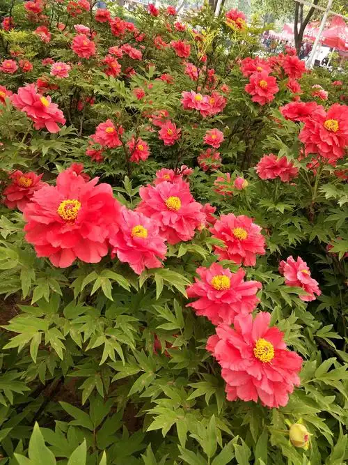 风景(双牡丹之旅六天游)牡丹花:河南洛阳牡丹花中国国花园.