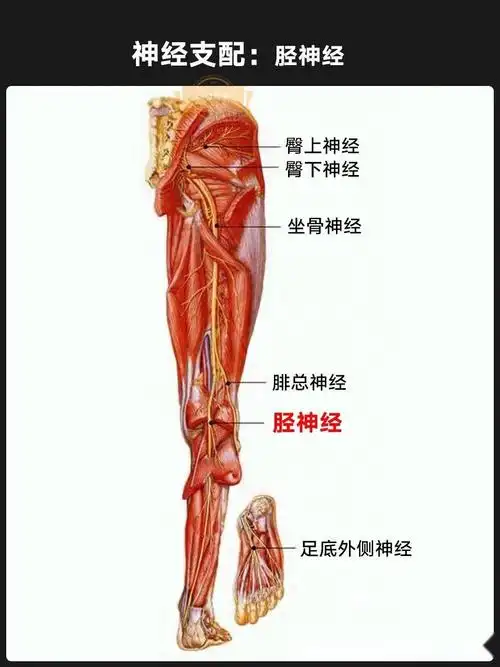 【胫骨后肌】你是个好人,稳健可靠的"老实人"