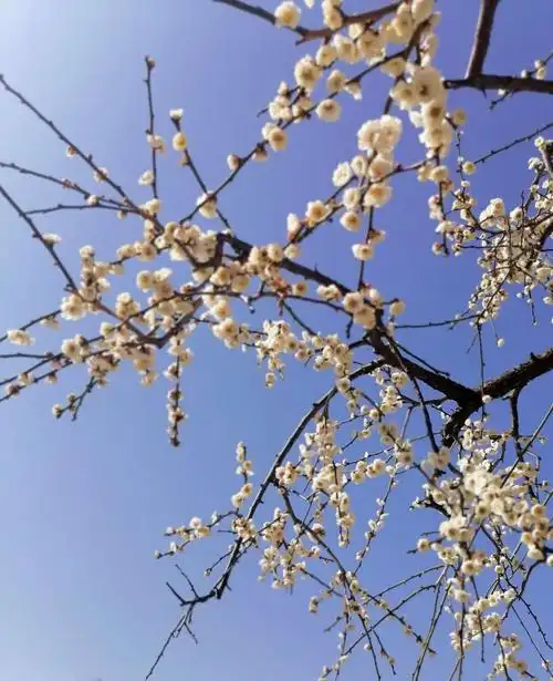 这是以枝条的形状为第一分类标准的梅花类型.