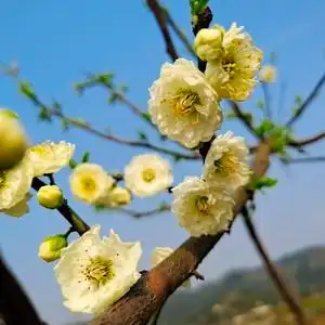 8株台阁绿萼梅花盆景盆栽冬季花卉植物多花庭院重庆大足老三梅园