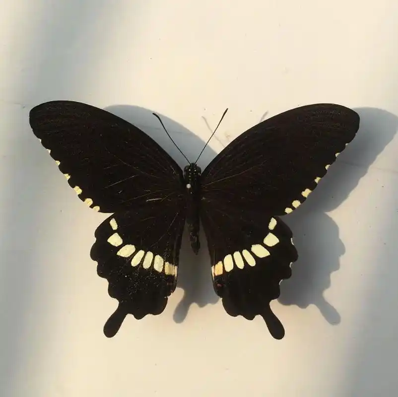 玉带凤蝶喜爱访花,尤其马缨丹,龙船花,茉莉等植物,寄主植物多为木兰