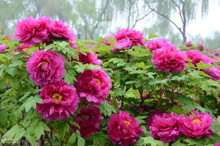 图拍花中君子洛阳红牡丹