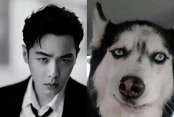 10位像动物的明星,王一博肖战还能忍,看到易烊千玺:简直是神似