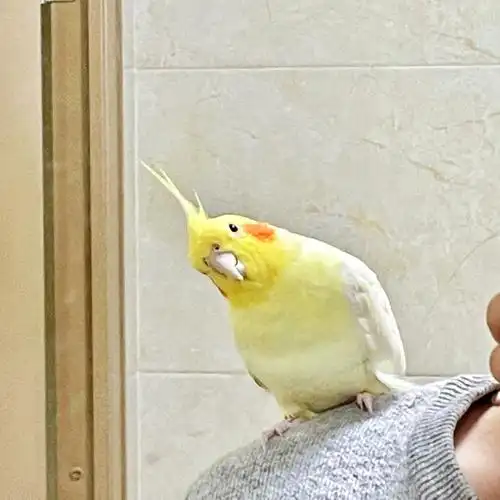 千万不要养玄凤鹦鹉!!