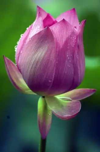 淡烟轻雨中,盛开荷花枝,一枝红荷惹得娇羞醉,浓墨淡彩,总相宜.