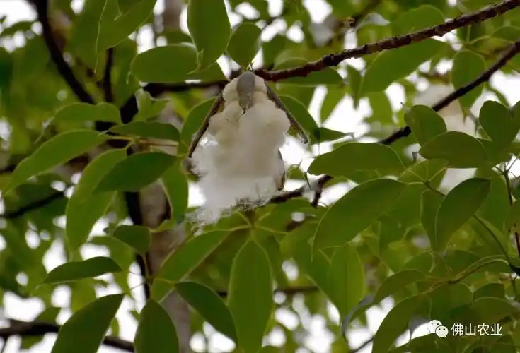 而木棉絮就藏在果实里面,时机成熟后,发黑的果实一个个纷纷在枝头"