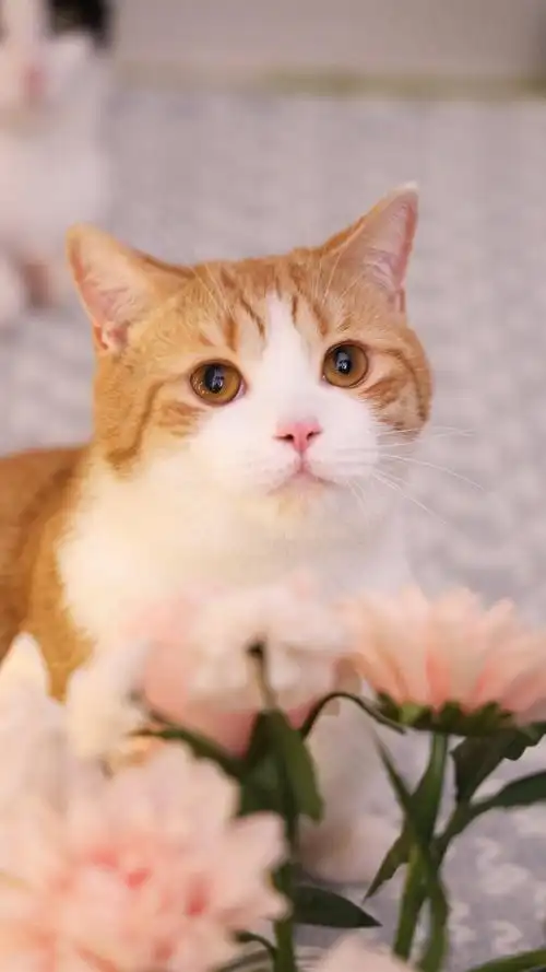 可爱萌系猫咪手机壁纸