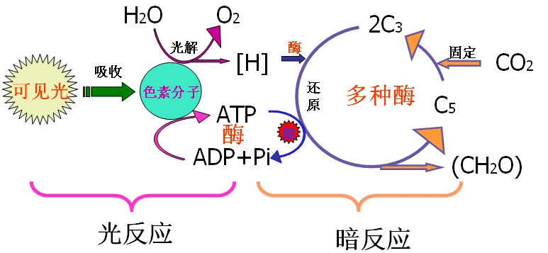光合作用与呼吸作用经典题型复习