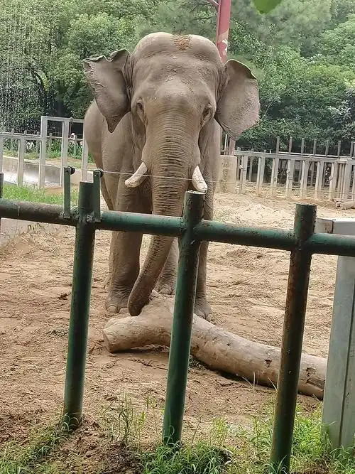 南京 #南京红山森林动物园   红山森林动物园去啦!雨也淋 - 兑趑