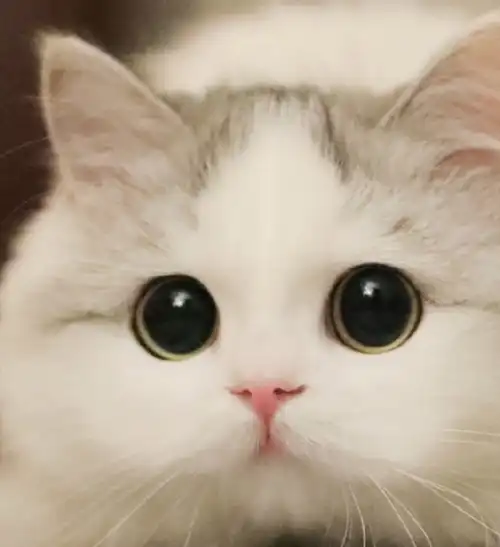 小可爱大合集,这么萌的猫咪,看到第几只你春心萌动了?
