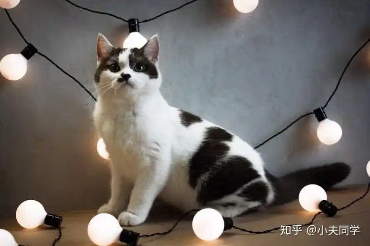 英短毛色大全集(梵花篇) - 知乎