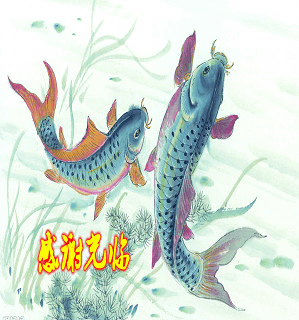 锦鲤迎春 - 锦鲤玩家 - 龙巅锦鲤鱼