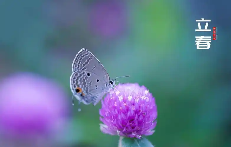 24节气立春唯美迷人主题图