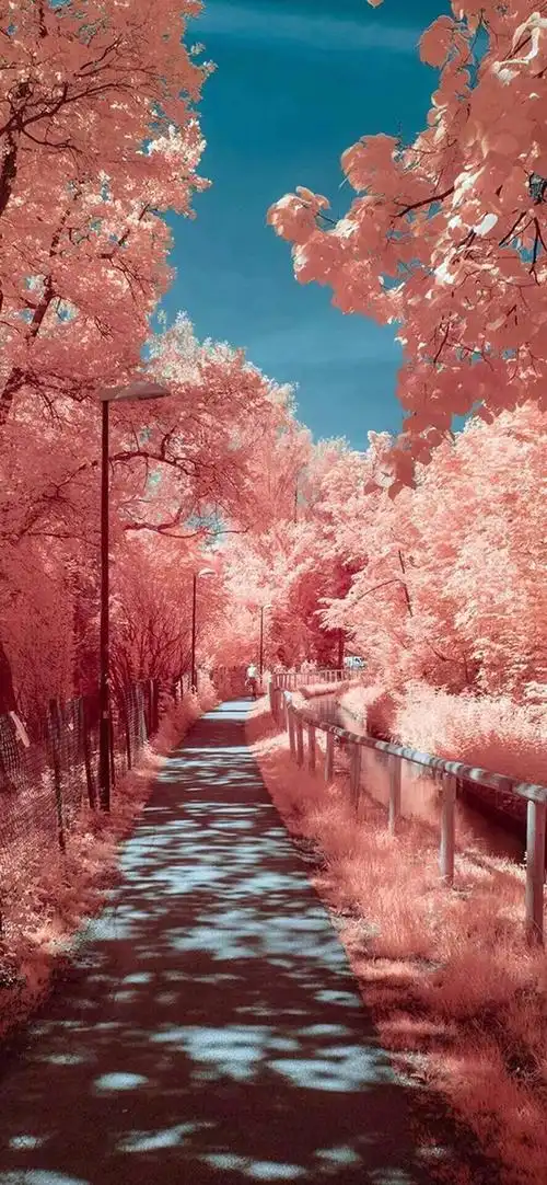 充满少女气息的粉色道路,风景-手机壁纸