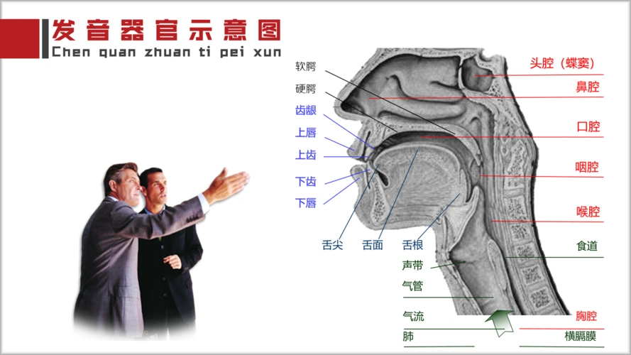如何训练共鸣器官,让你的声音更加悦耳动听