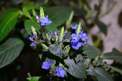植物板蓝根的叶子和花