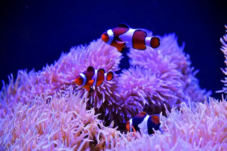 海底世界真精彩