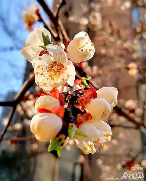 《唯美音画》杏花春早