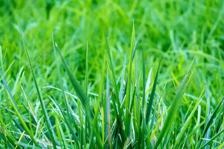 茂盛的草背景图片