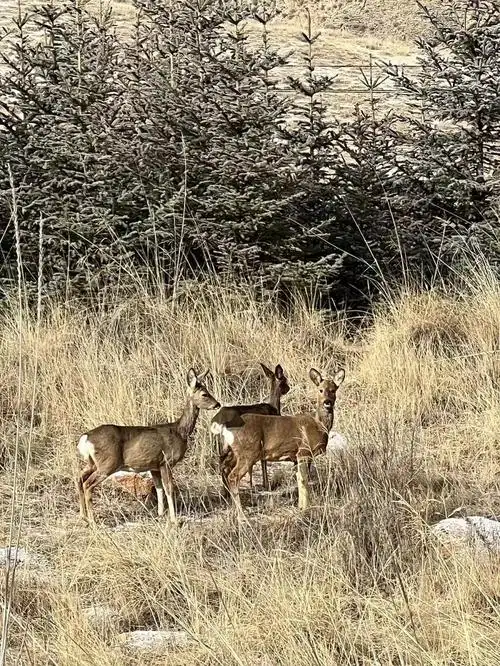 金昌祁连色彩绘醉美秋色