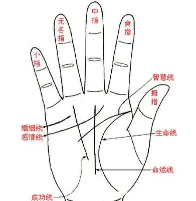 掌纹图解女右手详解,看手相算命图解 女性右手