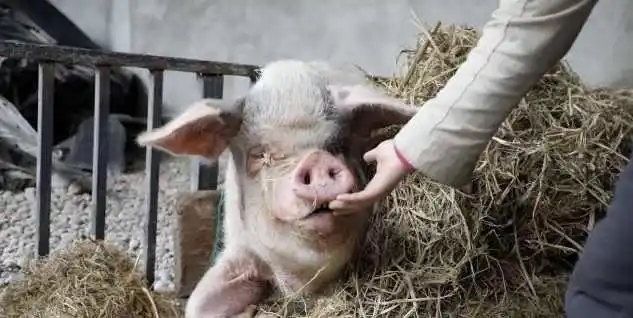 当年汶川地震中那头猪坚强现在过得怎么样了