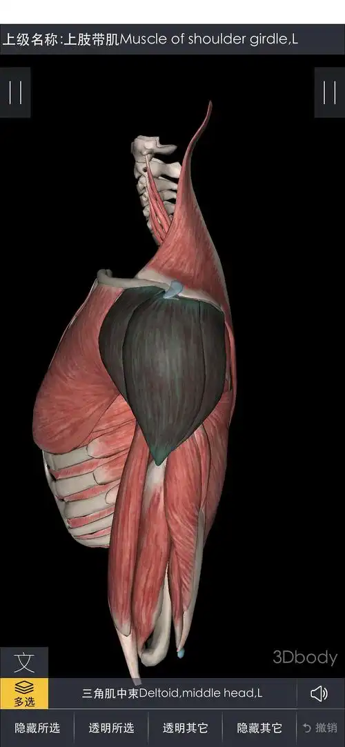 20200329【医学】手臂上举时用到的不同肌肉