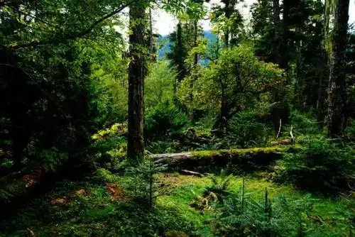 这些原始森林,是地球上最后的秘境,千万别错过了!