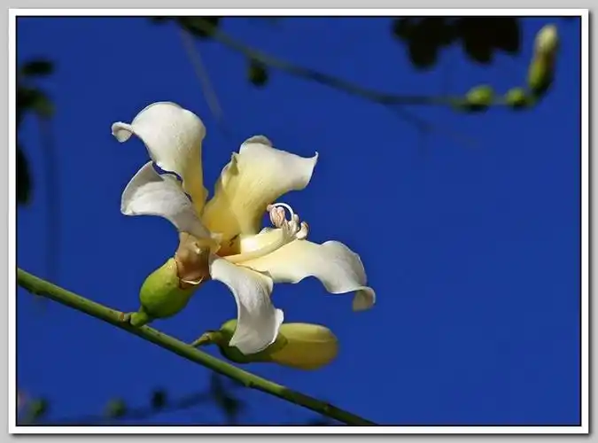 白色的异木棉花