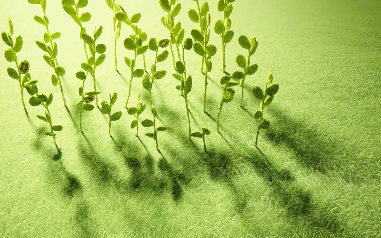 唯美清新绿色护眼高清护眼桌面壁纸