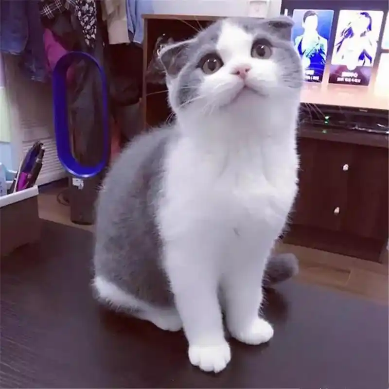 cfa猫舍家养纯种英国短毛猫英短蓝白折耳猫宠物猫活体幼猫萌宠g