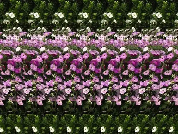 3d 00_3d 00图片_百度百科