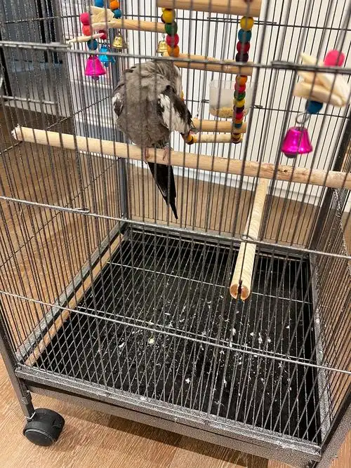 玄凤突然拔绒毛,一地鸟毛,为什么?