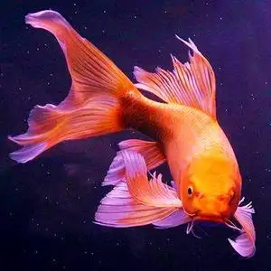 纯种红龙凤锦鲤长尾红色蝴蝶鲤水族活体好养大型淡水冷水鱼观赏鱼