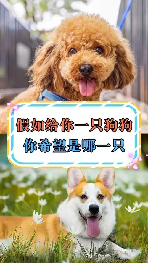 假如给你一只狗狗