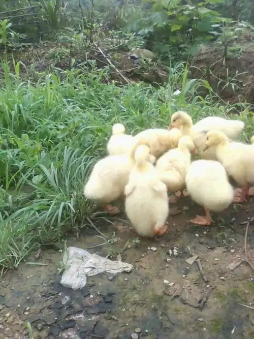 小鹅.这是2018年这近来才购买的小鹅苗.