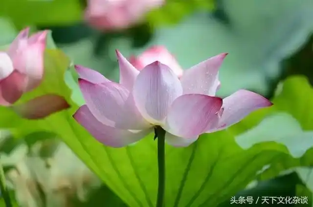 十里荷花——超凡脱俗,美到心醉!(组图)